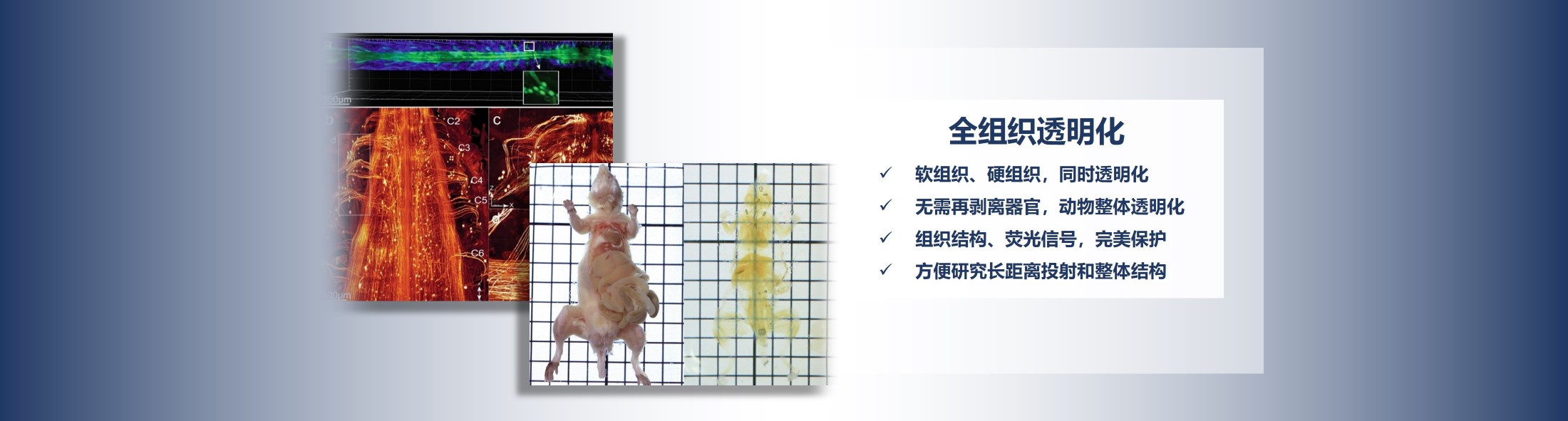大图六