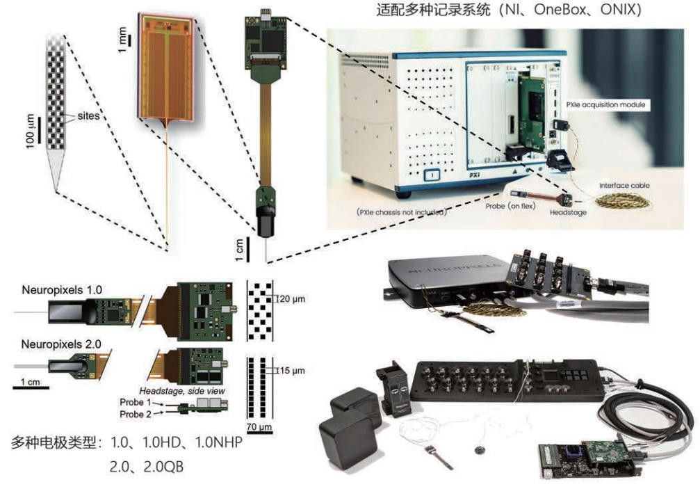 Neuropixels超高通量数字化神经电极
